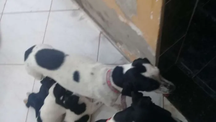 Cachorro ra a Bigus com vira lata idade Abaixo de 2 meses nome Filhotes