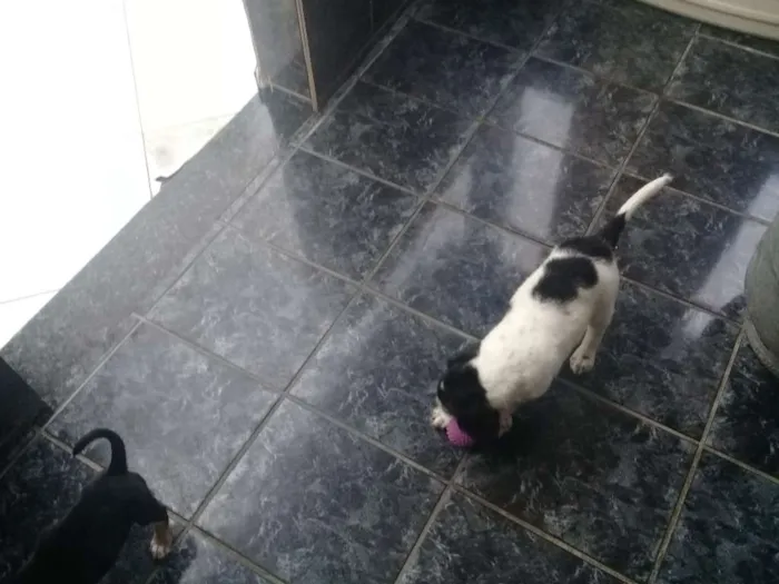 Cachorro ra a Bigus com vira lata idade Abaixo de 2 meses nome Filhotes