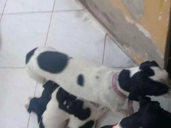 Cachorro ra a Bigus com vira lata idade Abaixo de 2 meses nome Filhotes