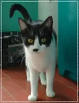 Gato raça srd idade 2 anos nome Minnie