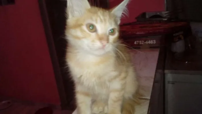Gato ra a Raça não definida  idade 2 a 6 meses nome Garfield 