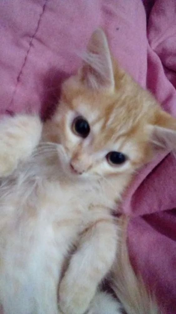 Gato ra a Raça não definida  idade 2 a 6 meses nome Garfield 