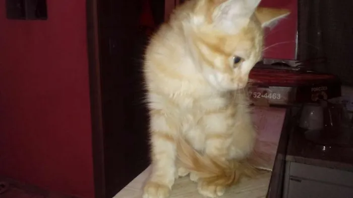 Gato ra a Raça não definida  idade 2 a 6 meses nome Garfield 