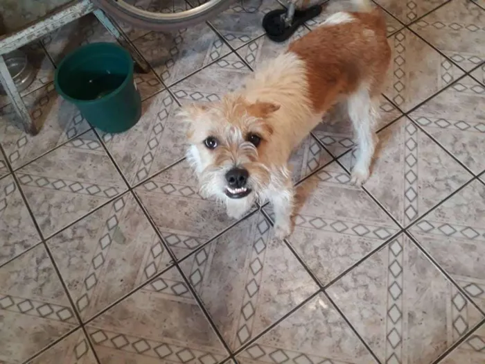 Cachorro ra a  idade 7 a 11 meses nome meives