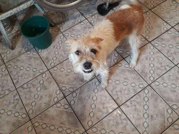 Cachorro ra a  idade 7 a 11 meses nome meives