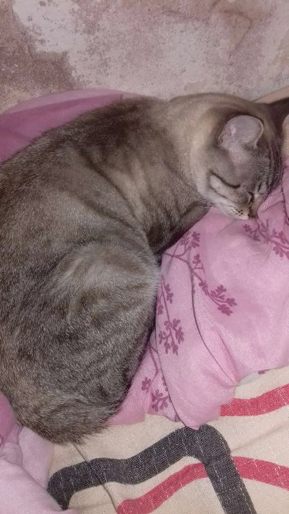 Gato raça  idade 2 anos nome Cat