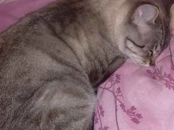 Gato raça  idade 2 anos nome Cat