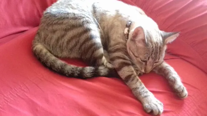 Gato raça  idade 2 anos nome Cat