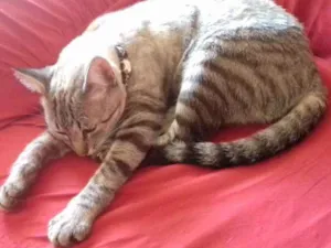 Gato raça  idade 2 anos nome Cat