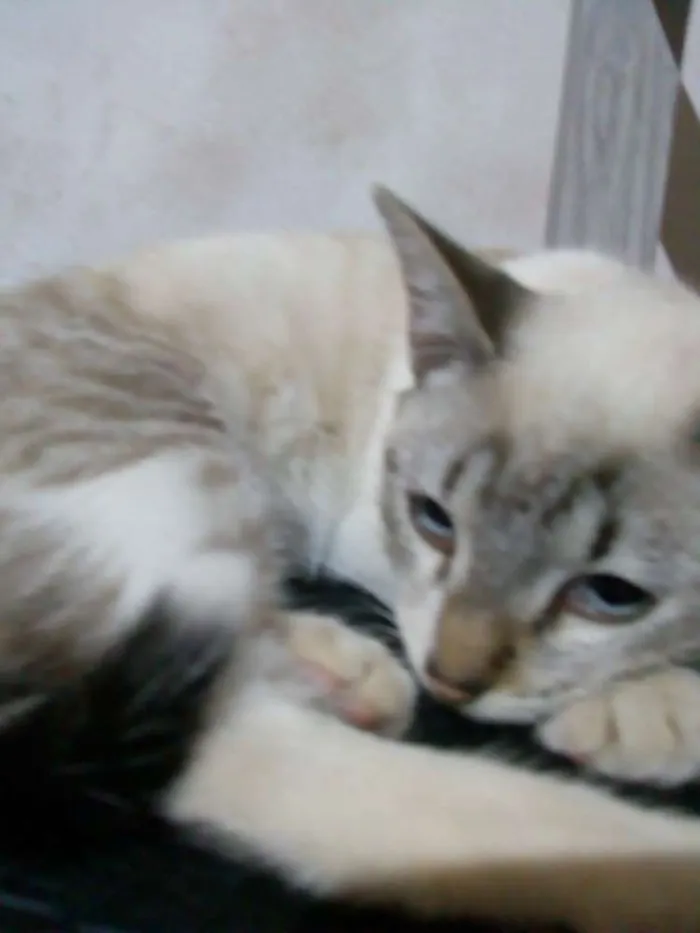 Gato ra a Sem raça idade 2 a 6 meses nome Bone