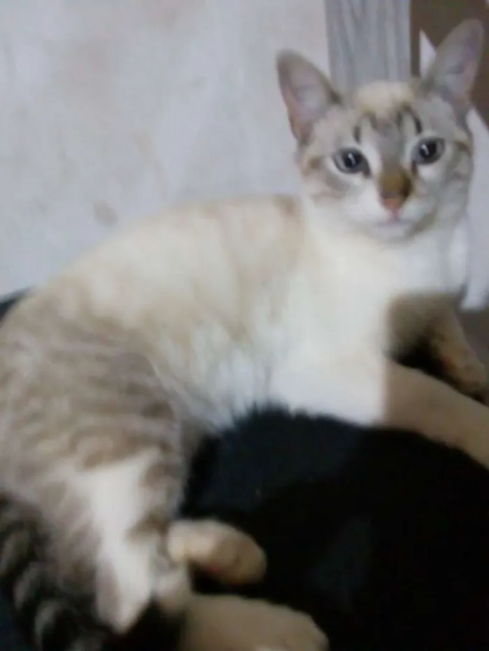 Gato ra a Sem raça idade 2 a 6 meses nome Bone