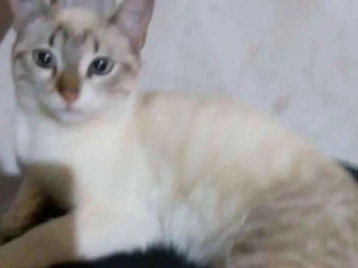 Gato ra a Sem raça idade 2 a 6 meses nome Bone