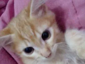 Gato raça Raça não definida  idade 2 a 6 meses nome Garfield 