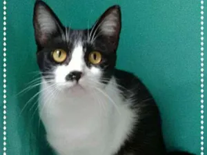 Gato raça srd idade 2 anos nome Minnie