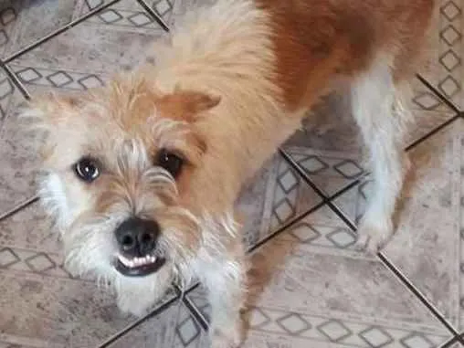 Cachorro ra a  idade 7 a 11 meses nome meives