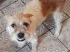 Cachorro raça  idade 7 a 11 meses nome meives