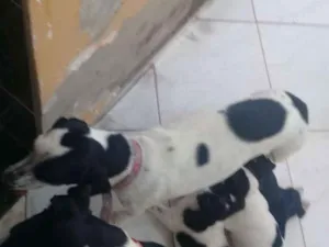 Cachorro raça Bigus com vira lata idade Abaixo de 2 meses nome Filhotes