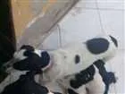 Cachorro raça Bigus com vira lata idade Abaixo de 2 meses nome Filhotes