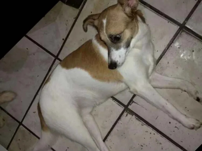 Cachorro ra a Indefinida idade 1 ano nome Wiski