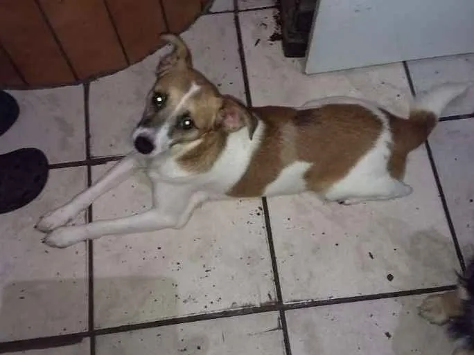 Cachorro ra a Indefinida idade 1 ano nome Wiski