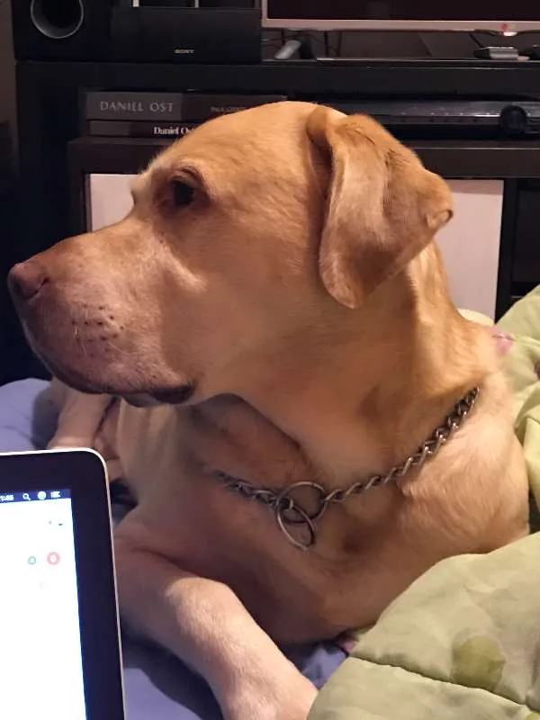 Cachorro ra a Labrador idade 5 anos nome Galileu