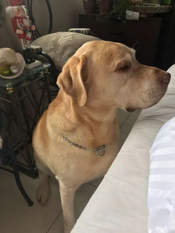 Cachorro ra a Labrador idade 5 anos nome Galileu