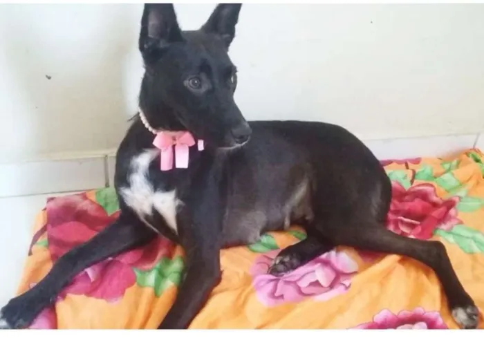 Cachorro ra a SRD idade 7 a 11 meses nome AMELINHA