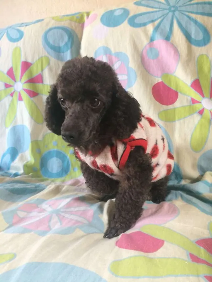 Cachorro ra a Poodle idade 4 anos nome INDY