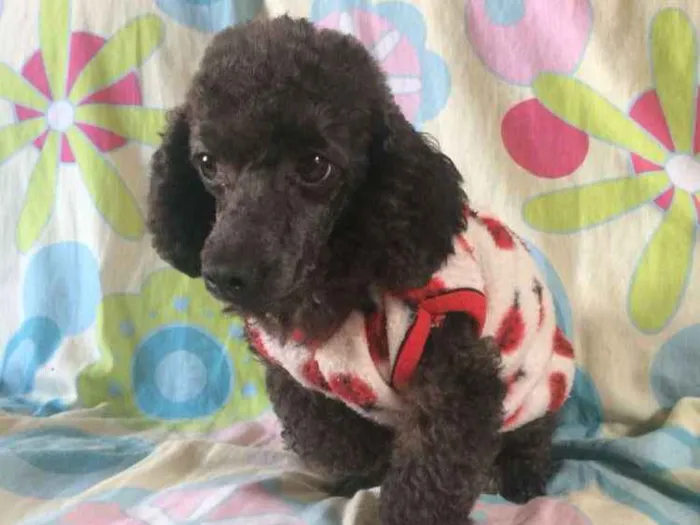 Cachorro ra a Poodle idade 4 anos nome INDY