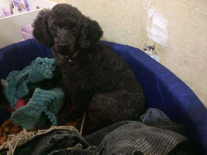 Cachorro ra a Poodle idade 4 anos nome INDY