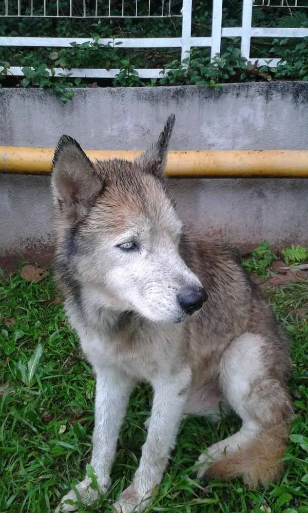 Cachorro ra a husk siberiano idade  nome desconhecido