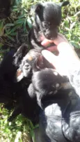 Filhotes de cachorro