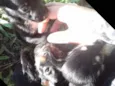Filhotes de cachorro