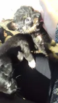 Filhotes de cachorro
