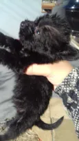Filhotes de cachorro