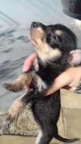 Filhotes de cachorro