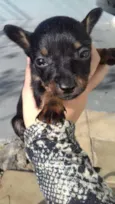 Filhotes de cachorro