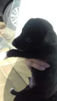 Filhotes de cachorro