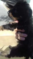 Filhotes de cachorro