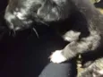 Filhotes de cachorro
