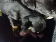 Filhotes de cachorro