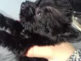 Filhotes de cachorro
