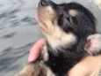 Filhotes de cachorro