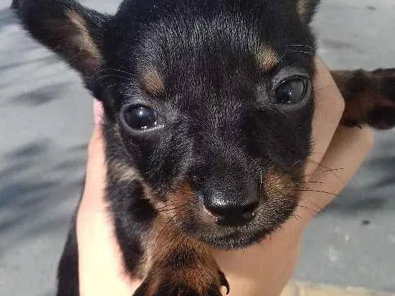 Cachorro ra a Sem raça definida idade Abaixo de 2 meses nome Filhotes de cachorro