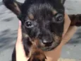 Filhotes de cachorro