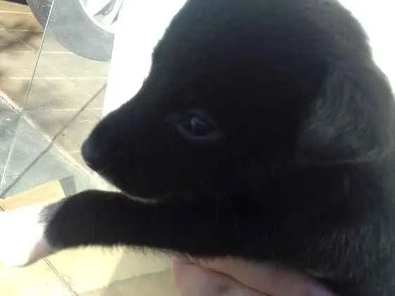 Cachorro ra a Sem raça definida idade Abaixo de 2 meses nome Filhotes de cachorro