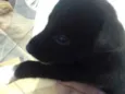 Filhotes de cachorro