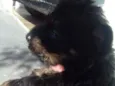 Filhotes de cachorro