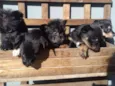 Filhotes de cachorro
