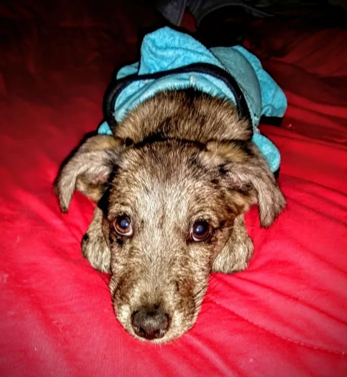 Cachorro raça SDR idade 2 a 6 meses nome Baqueta